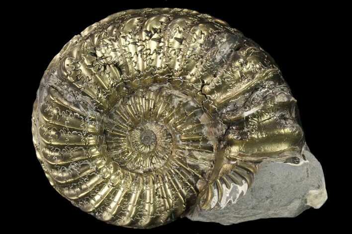 Pyritized (Pleuroceras) Ammonite Fossil - Germany #131125